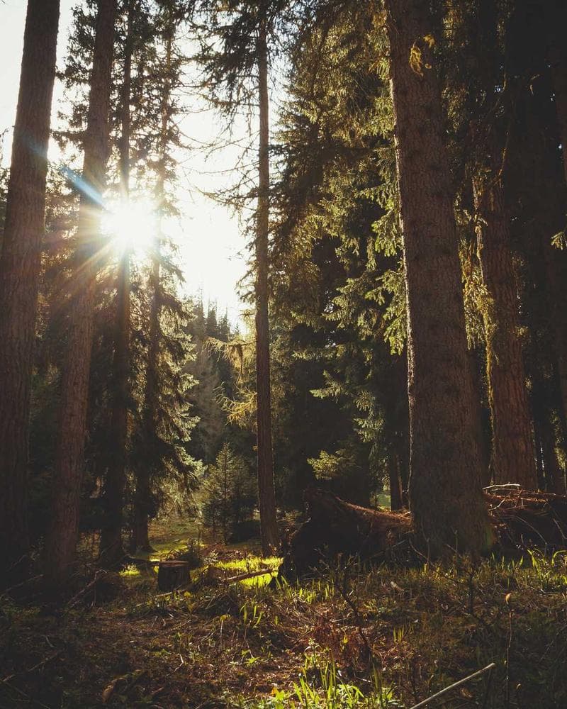 The Student Essential